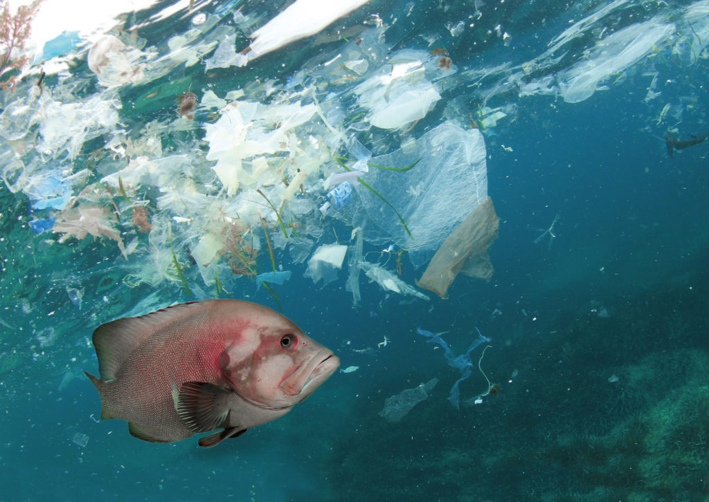 tide ocean plastic fish RGB 1 1024x726 - Tide Ocean Material - betreibt Upcycling mit Ozeanplastik