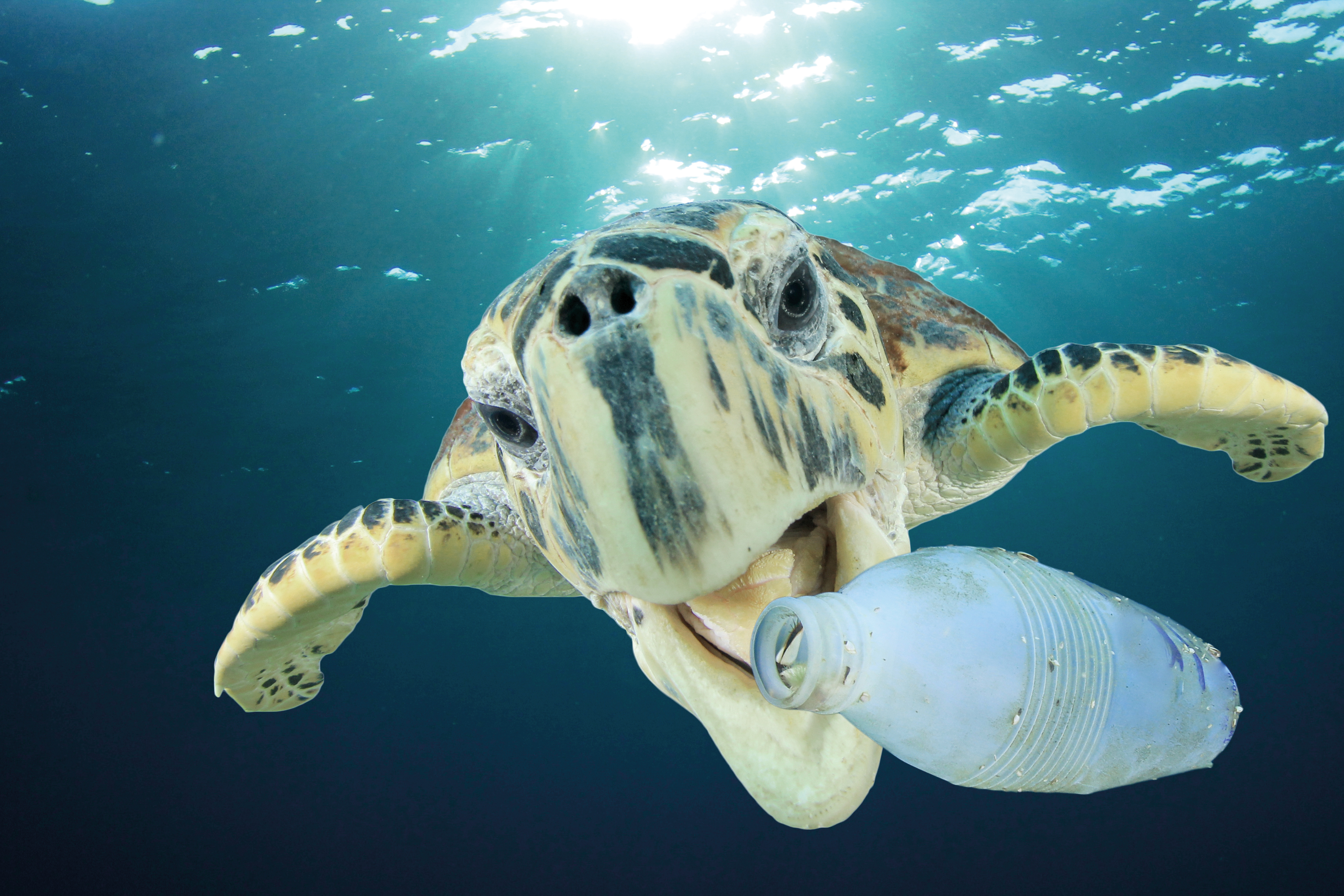 tide ocean plastic turtle  RGB - Startups rund um den Bodensee